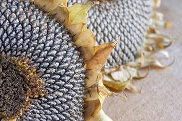 Close-up of two dry sunflower heads with grey seed pattern and withered yellow and brown leaves on a wooden background