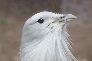 Close-up Great Bustard Bird, Otis Tarda