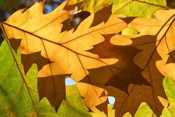 Close-up of yellow, orange, brown and green red oak autumn leaves backlit by the sun     