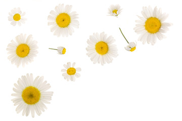 chamomile or daisies isolated on white background with copy space for your text. Top view. Flat lay