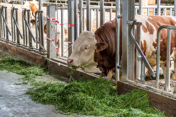 Kühe im Stall