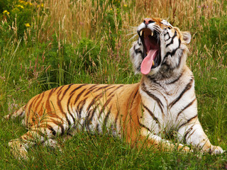 Fototapeta na wymiar Yawning Siberian tiger