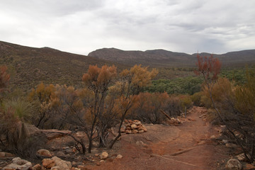 Wilpena Pound South Australia, panoramic view of the pound with autumn colours in the bush along walking track in foreground