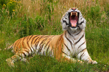 Yawning Siberian tiger