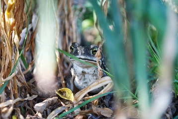 Cutr frog outdoor in the grass after the rain