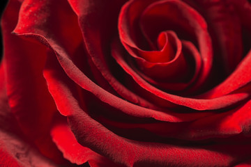 Beautiful Macro View of the Textures of a Red Rose