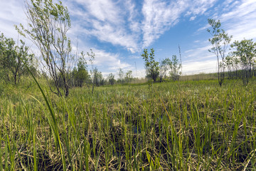 By the forest channel  Proto on the edge of the forest overgrown with small shrubs and dense grass against a blue cloudy sky 