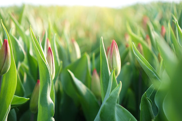 Plantation of tulips in the greenhouse . The flower farm.