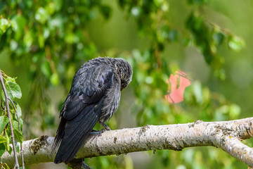 sullen black raven sits on a birch branch in summer