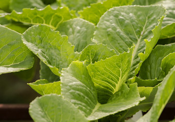 ้ัGrowing vegetables without soil (Hydroponics)