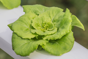 ้ัGrowing vegetables without soil (Hydroponics)