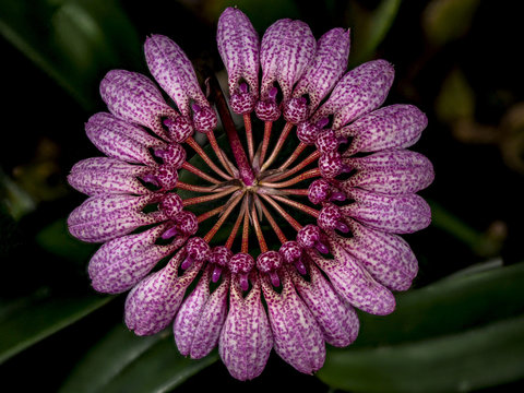 Bulbophyllum longiflorum