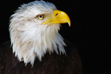 Closeup portrait of an American Bald Eagle