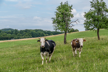 Fototapeta premium Rinder auf der Weide