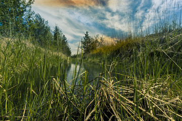 By the forest channel  Proto on the edge of the forest overgrown with small shrubs and dense grass against a blue cloudy sky 