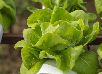 ้ัGrowing vegetables without soil (Hydroponics)