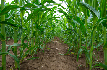 Corn plants growing in cultivated agricultural field.