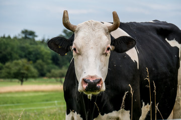 Rinder auf der Weide