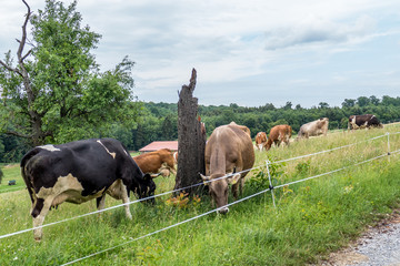 Rinder auf der Weide