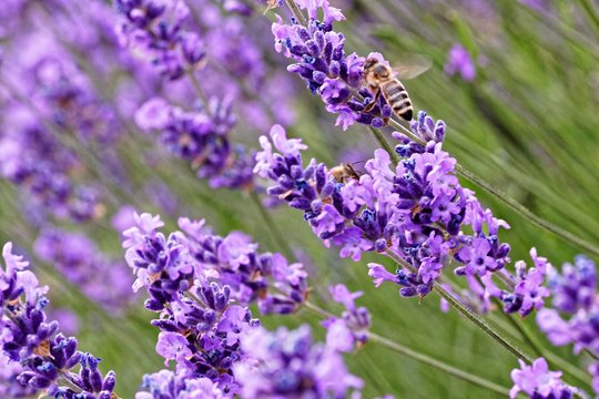 Lavendelblüten und Biene
