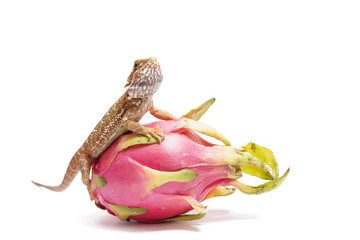 Agama sits on the fruit of pityahya (dragon fruit) as a dragon