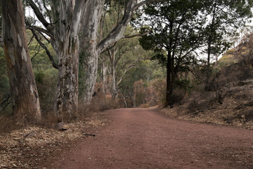 Wilpena Pound South Australia, dirt road lined with trees with leaf and bark litter around the base 