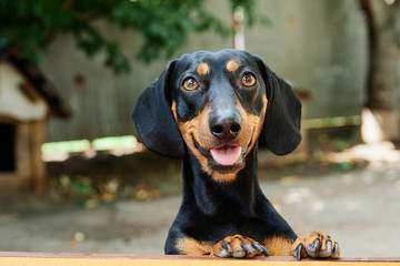 
charming black dachshund cute looks at the wooden background