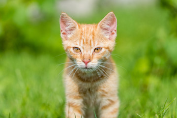 Naklejka na ściany i meble Portrait of cute kitten on grass. Shallow depth of filed.