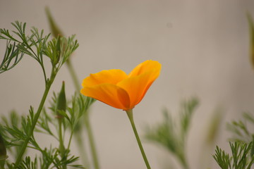 Une belle fleur jaune