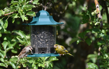 Spatz und Grünfink am Futterautomat