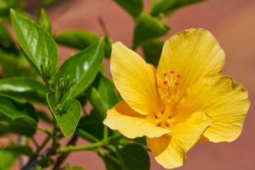 Yellow Hibiscus flower. 