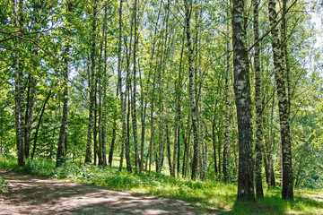 Summer forest landscape in sunny warm weather