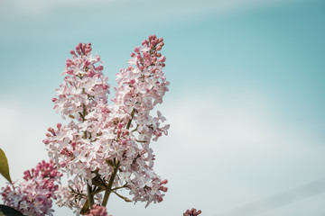 Lilac flowers on sky background