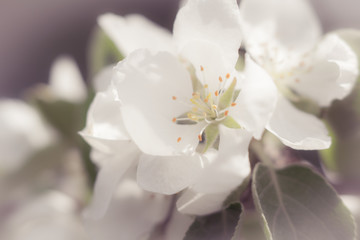 Fototapeta na wymiar white Apple blossom