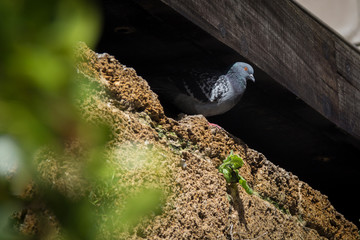 Free pigeons in the city