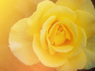 Yellow rose flower blooming in the morning.