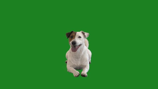 jack russell terrier lies on a green screen