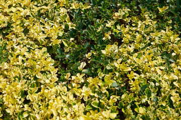 Mixed green and yellow leaves background or the natural texture.