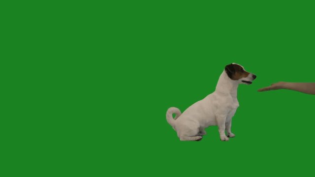 jack russell terrier gives paw on green screen
