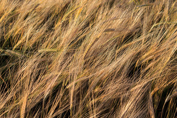 Fototapeta premium Country road along a field of rye. Summer landscape.