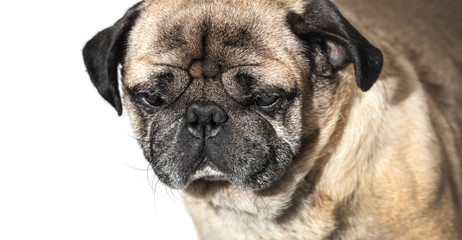 portrait of a pug close-up