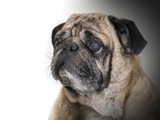 Obraz premium portrait of a pug close-up