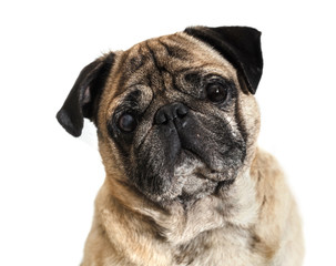 dog breed pug