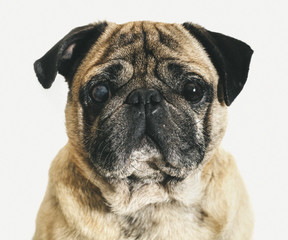 portrait of a pug close-up