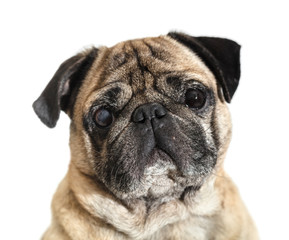 Obraz premium dog breed pug