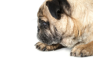 Pug dog lying close-up