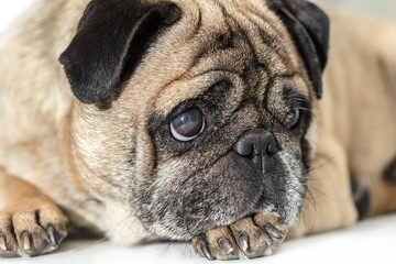 Pug dog lying close-up