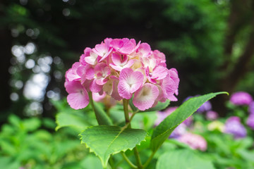 紫陽花、アジサイ、あじさい、コピースペース