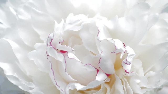 White peony flower petals closeup. Macro shot.  Selective focus. 