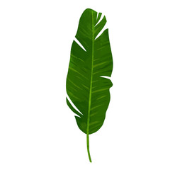 Banana leaf illustration in isolated white background.